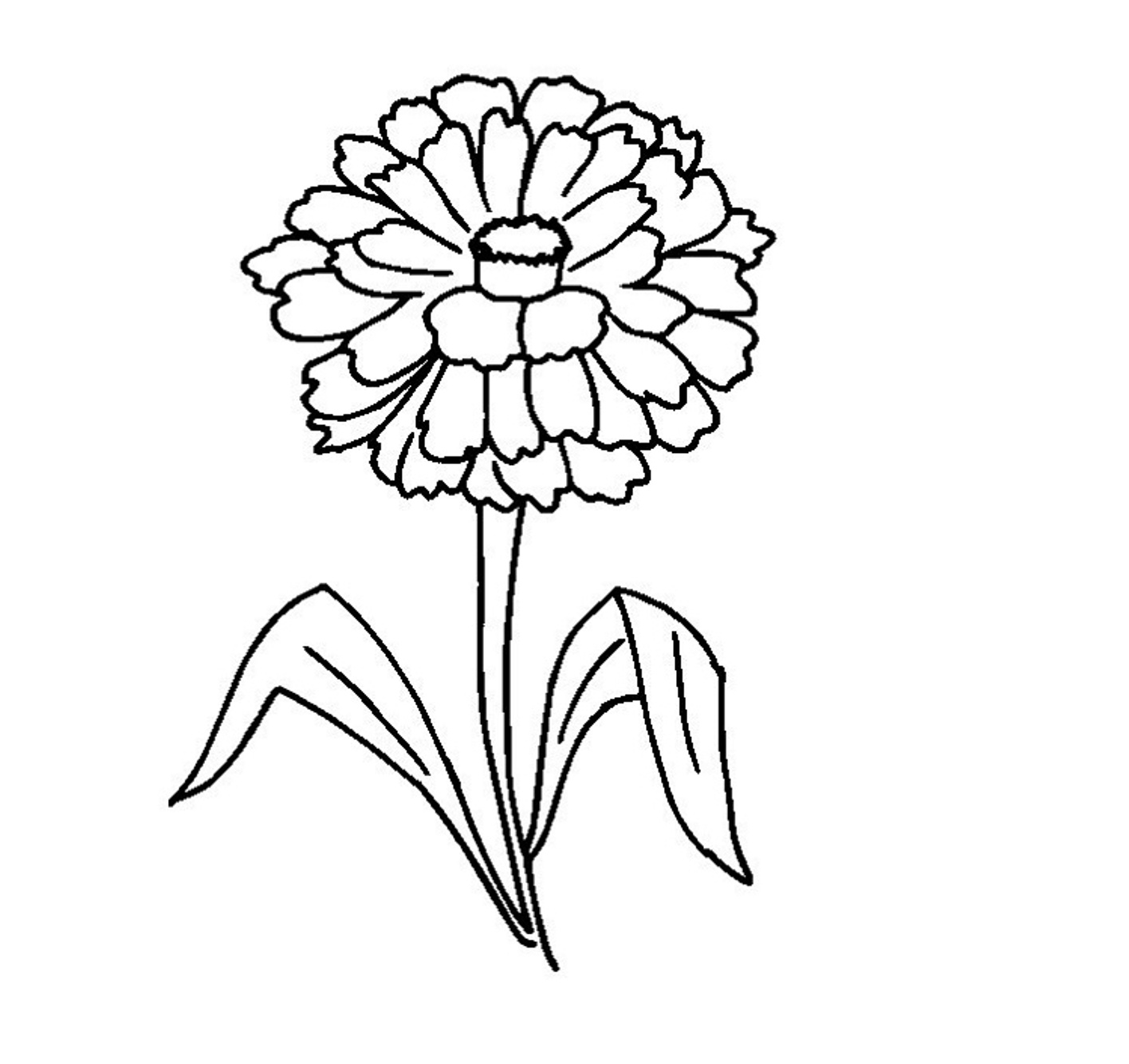 Zinnia Flower Coloring Page