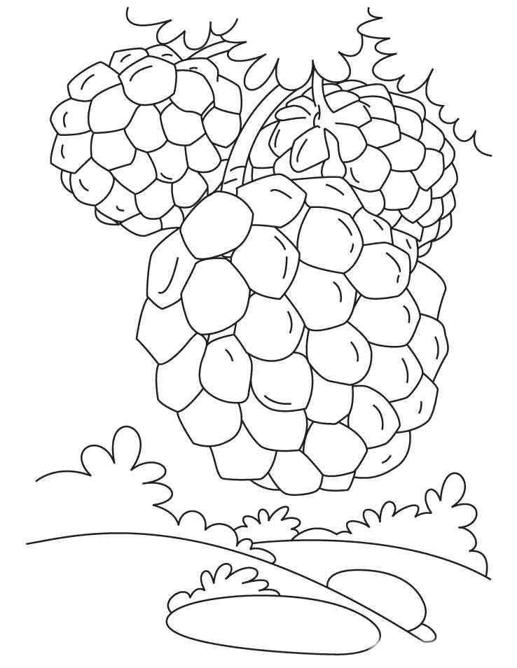 Apple Fruit 24 For Kids Coloring Page