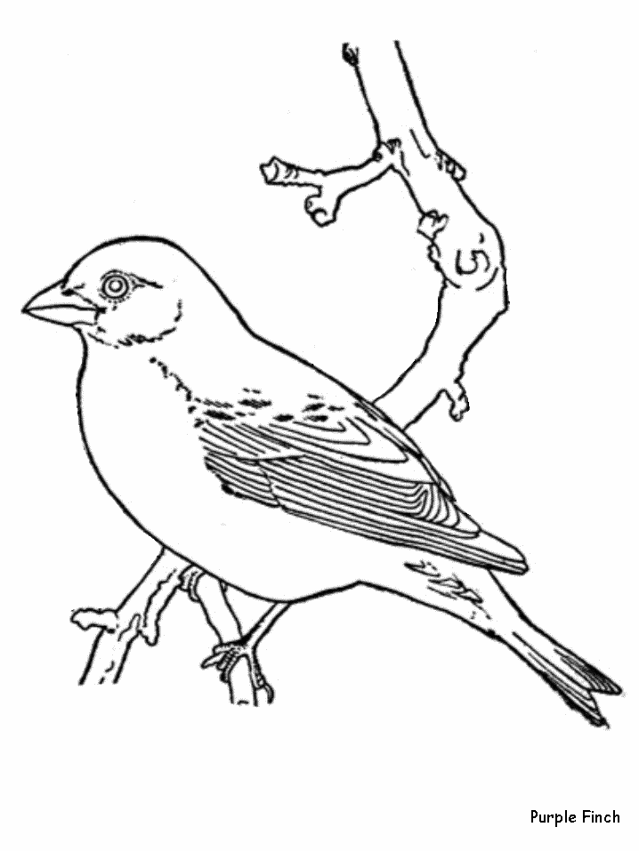 Bird 1 Cool Coloring Page
