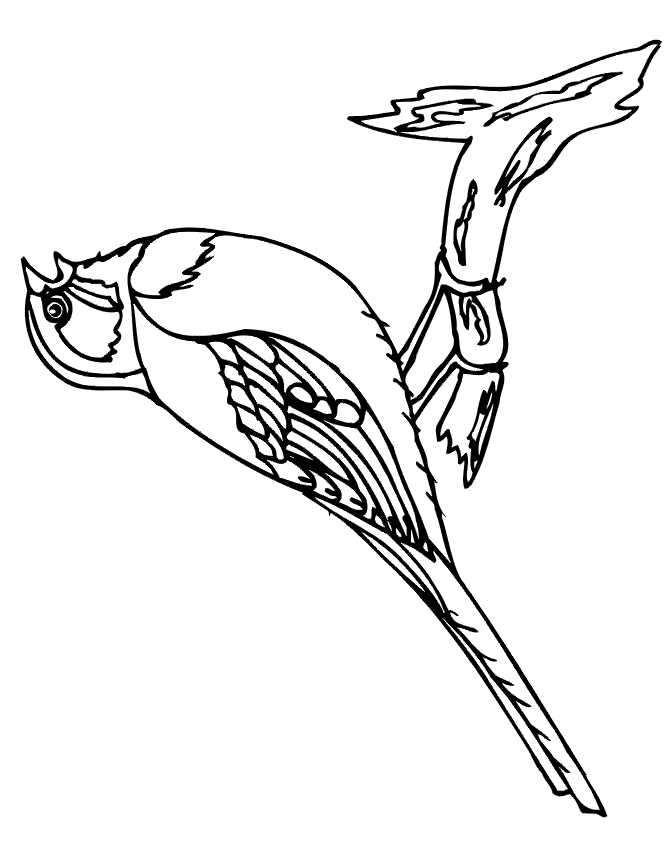 Cool Bird 16 Coloring Page