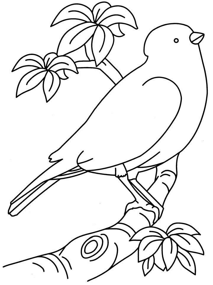 Bird 19 Cool Coloring Page
