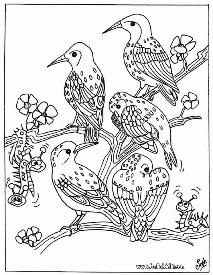 Bird 21 Cool Coloring Page