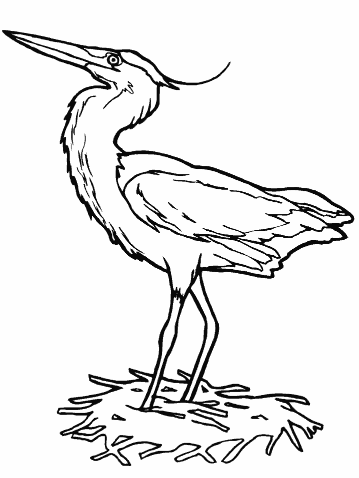 Cool Bird 28 Coloring Page