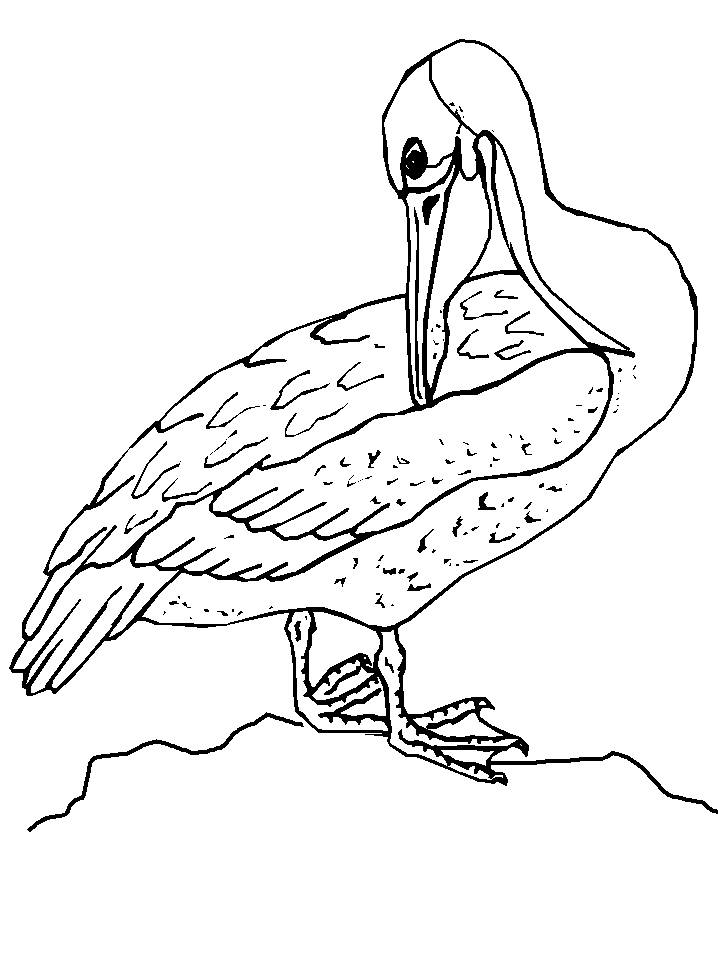Bird 3 Cool Coloring Page