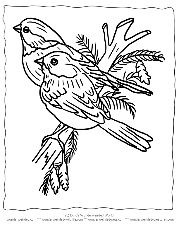 Bird 30 For Kids Coloring Page