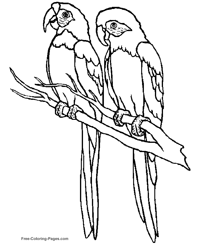 Bird 38 For Kids Coloring Page