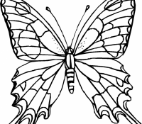 Cool Butterfly 22