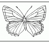 Cool Butterfly 26