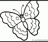Butterfly 31 Cool
