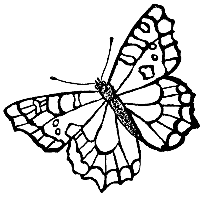 Butterfly 15 Cool Coloring Page