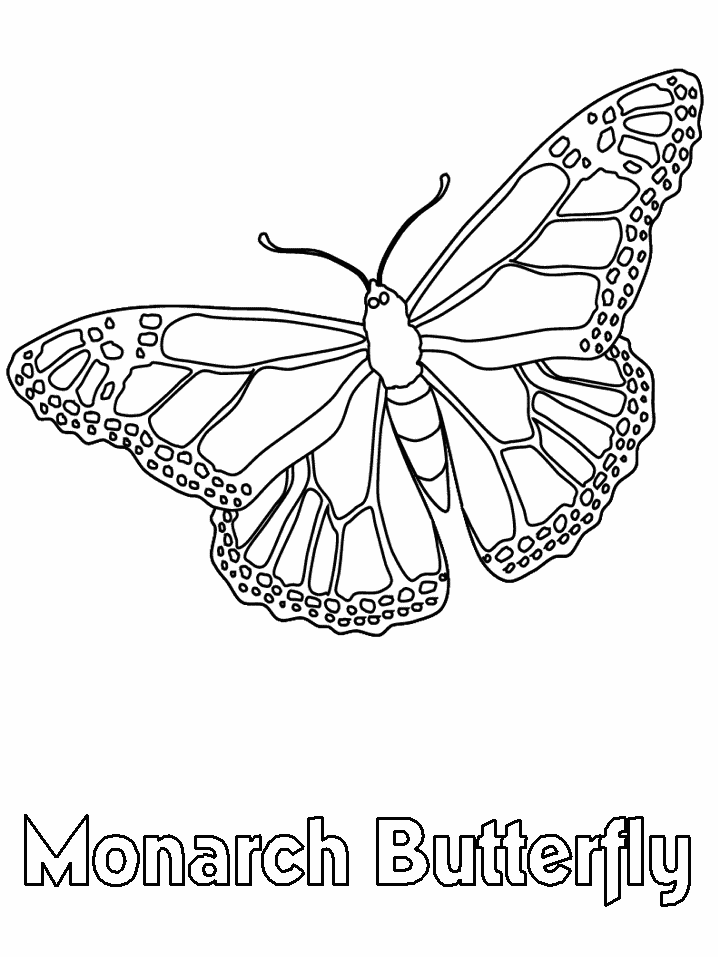 Butterfly 17 Cool Coloring Page