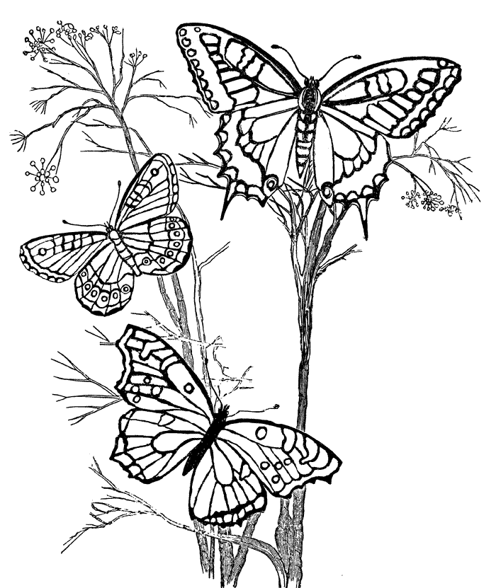 Cool Butterfly 18 Coloring Page