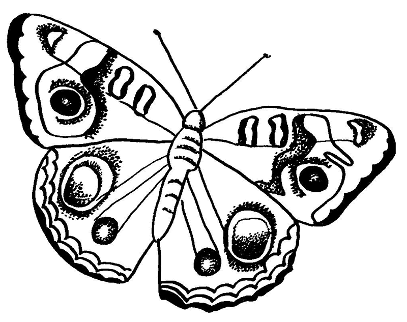 Cool Butterfly 30
