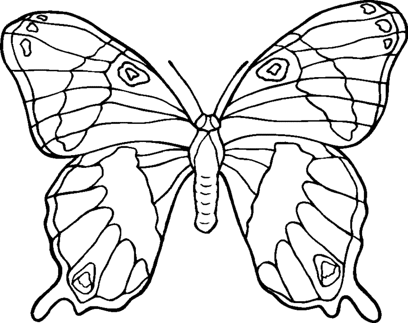 Butterfly 37