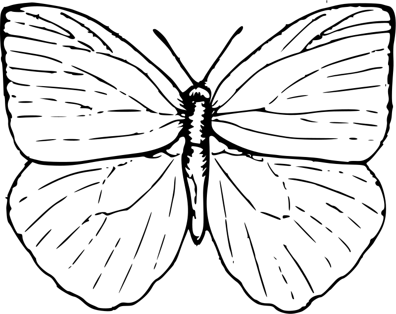 Butterfly 4 For Kids Coloring Page
