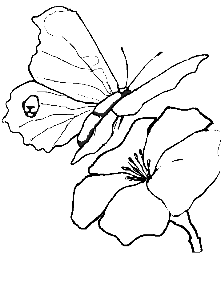 Butterfly 41