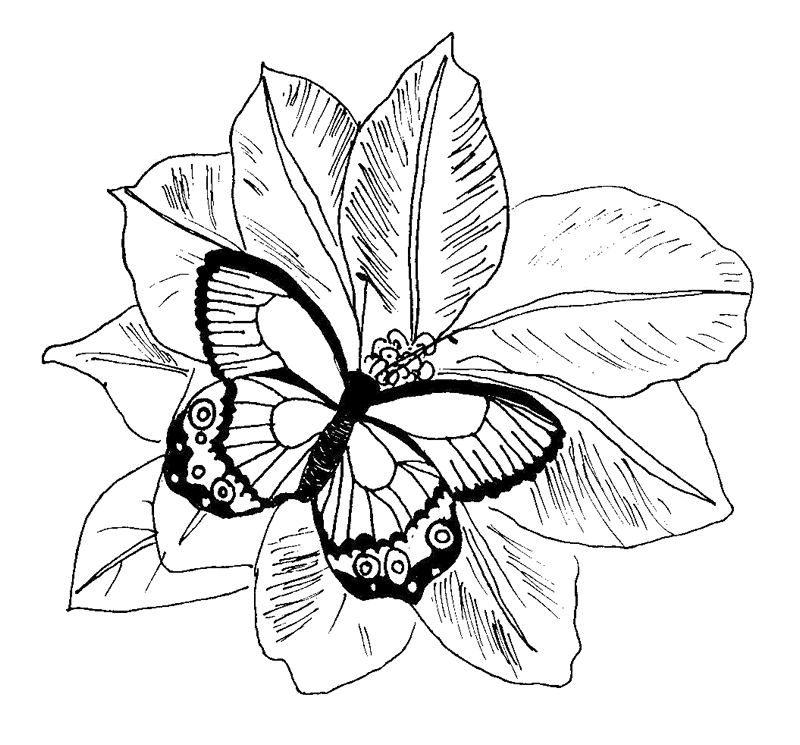 Butterfly On Flower Cool