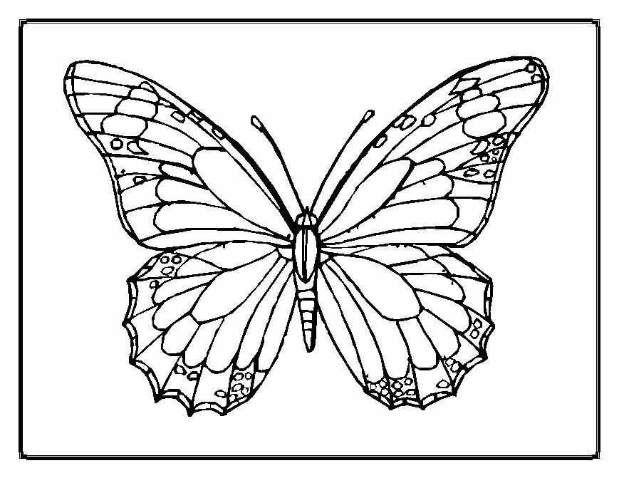 Butterfly 9 Cool Coloring Page