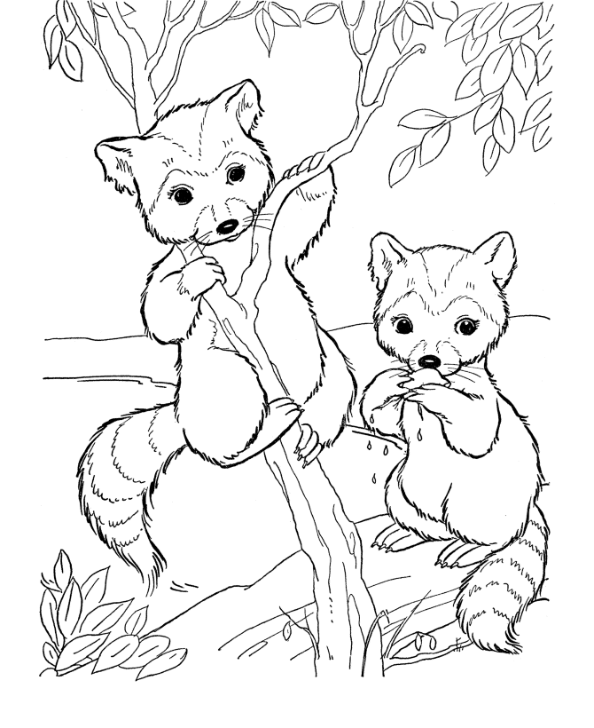 Cute Animal 38 For Kids Coloring Page