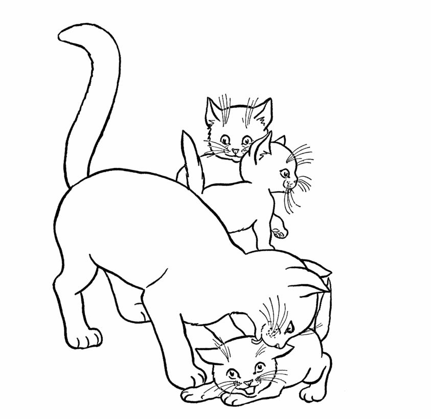 Cool Cute Cat 17 Coloring Page