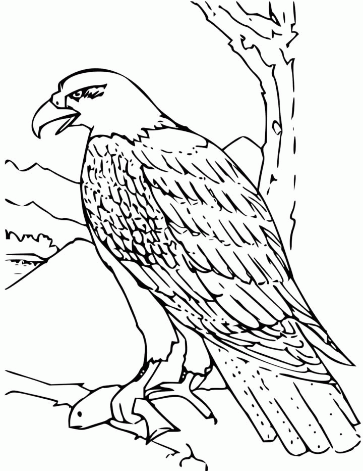 Cool Eagle 14