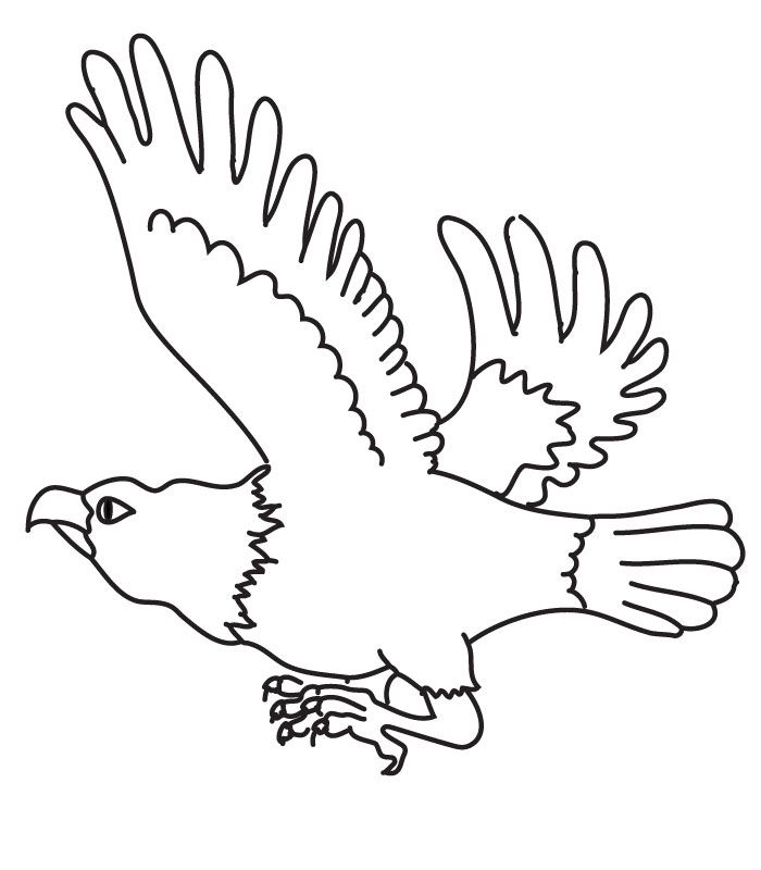 Eagle 36