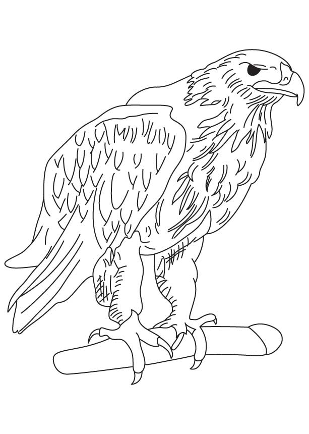 Eagle 43