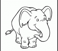 Cool Elephant 16