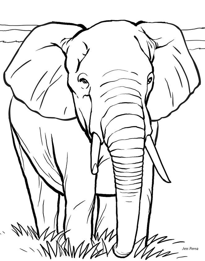 Elephant 17 Cool Coloring Page