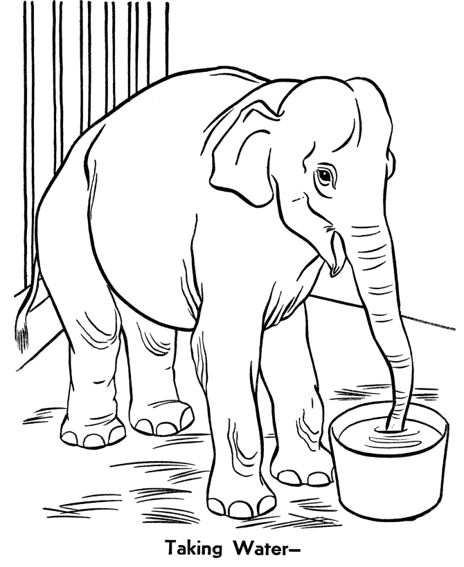 Elephant 29 Cool Coloring Page