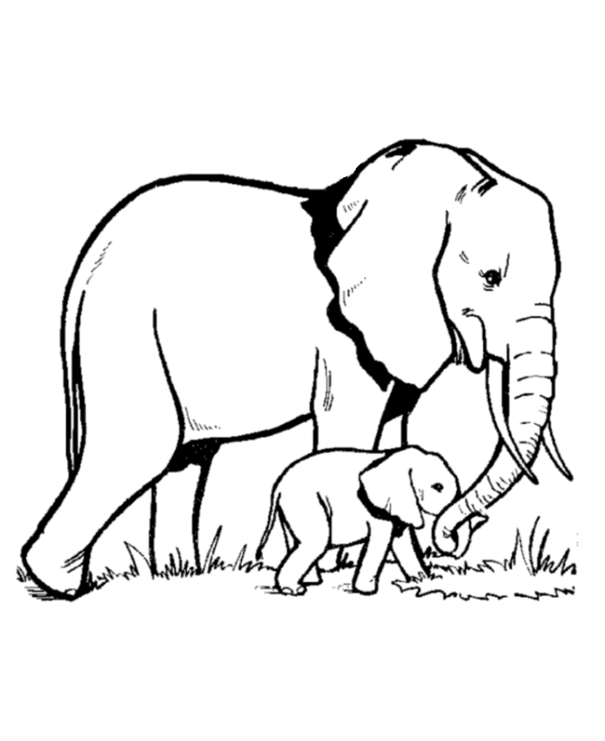 Elephant 3 Cool Coloring Page