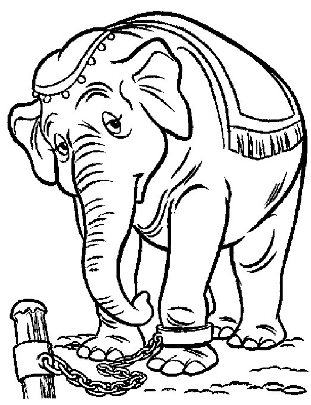 Elephant 41