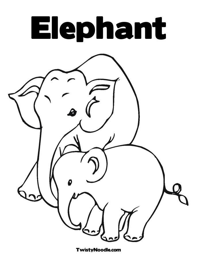 Elephant 43