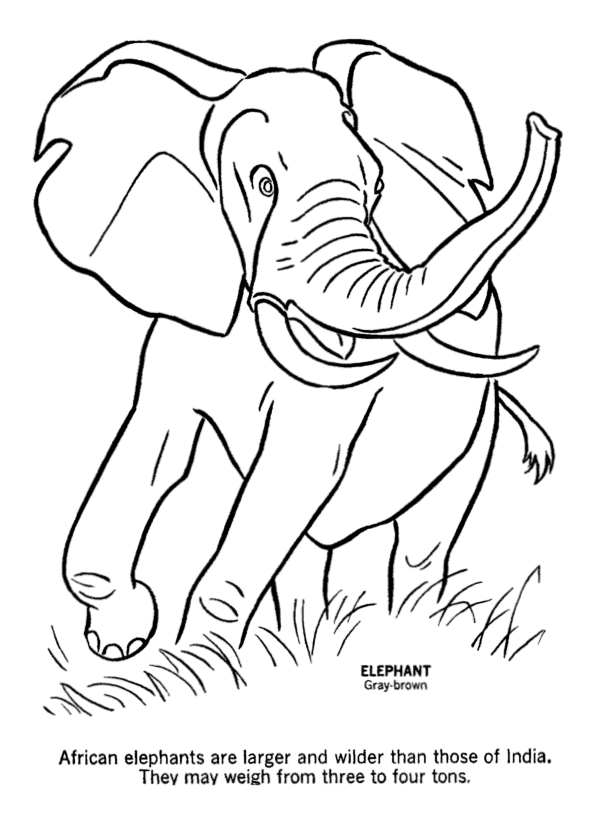 Elephant 45
