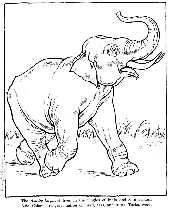 Elephant 5 Cool Coloring Page