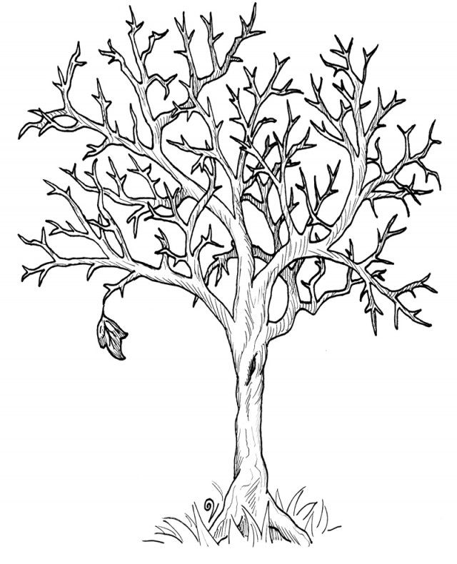 Fall Tree 21 For Kids Coloring Page