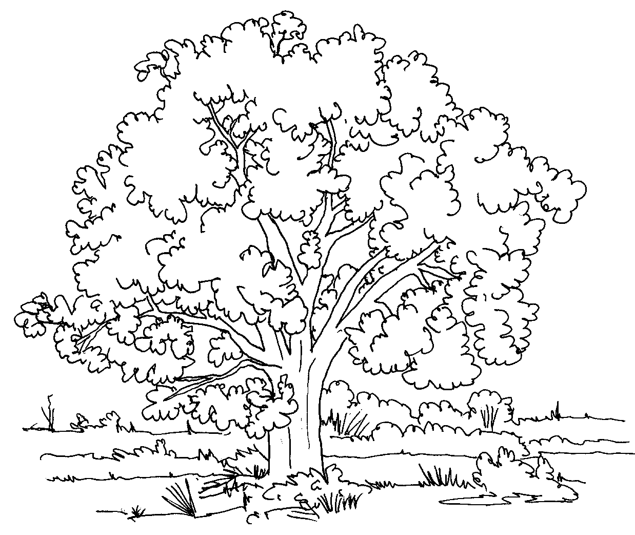 Cool Fall Tree 23 Coloring Page
