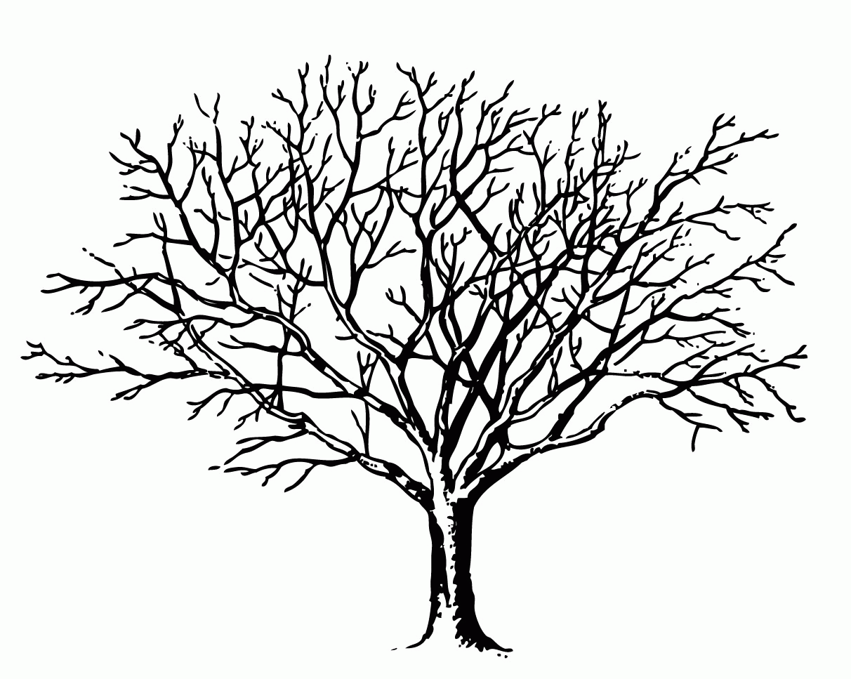 Fall Tree 34 Cool Coloring Page