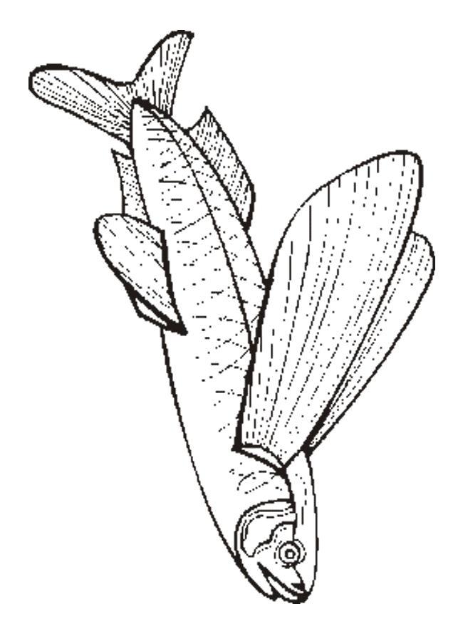 Fish 25 Cool Coloring Page