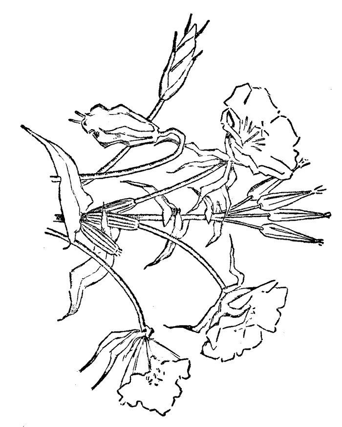 Cool Flower For Adults 19 Coloring Page