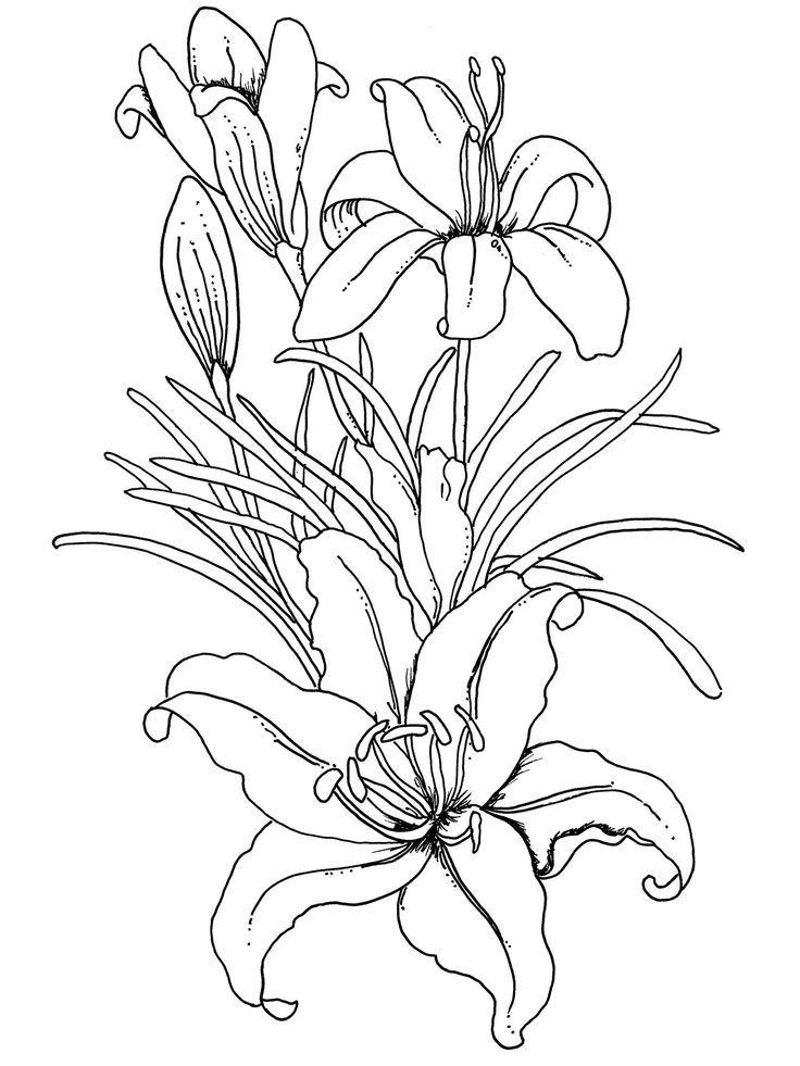 Cool Flower For Adults 43 Coloring Page