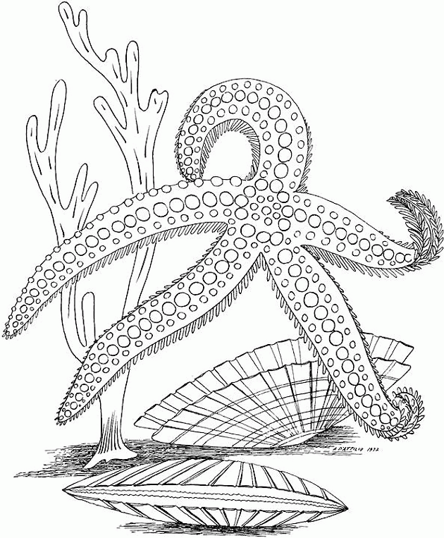 Cool Cool Adult 2 Coloring Page