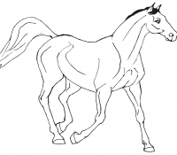 Cool Horse 48