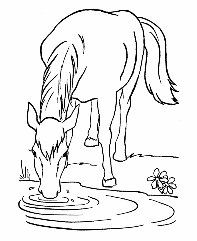 Horse 11 For Kids Coloring Page
