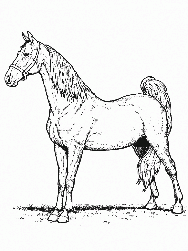 Horse 17 Cool Coloring Page