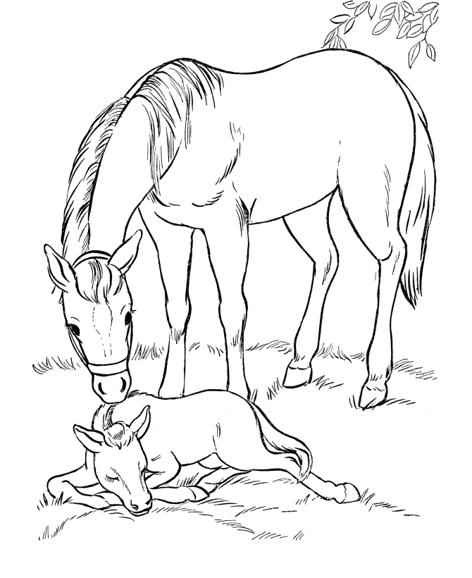 Horse 25 Cool Coloring Page