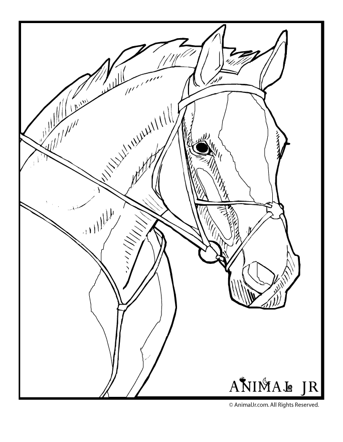 Horse 29 Cool Coloring Page