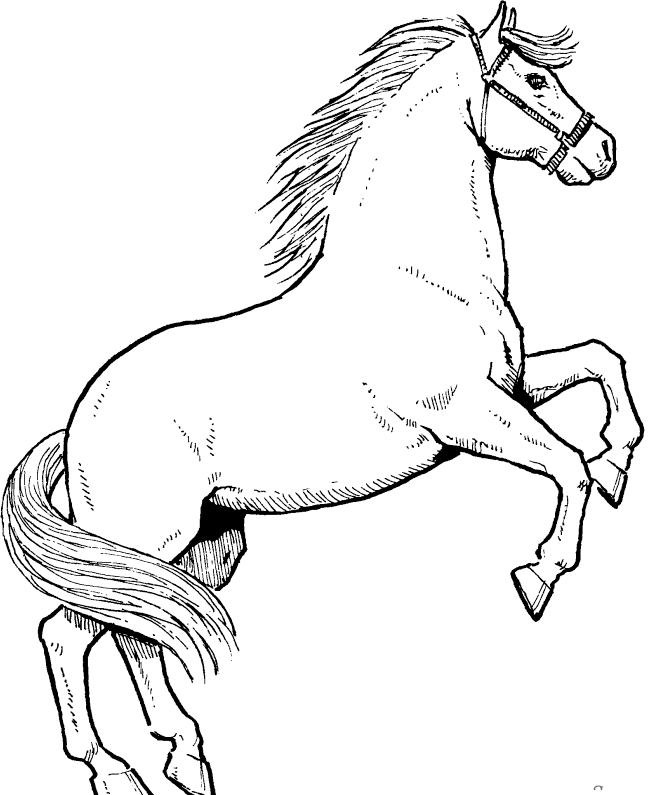 Horse 30 For Kids Coloring Page