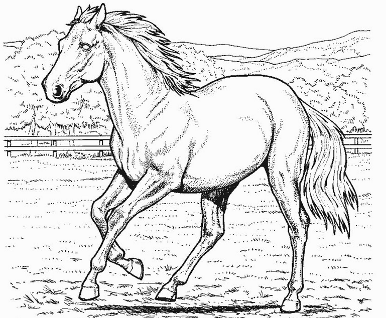 Horse 31 Cool Coloring Page