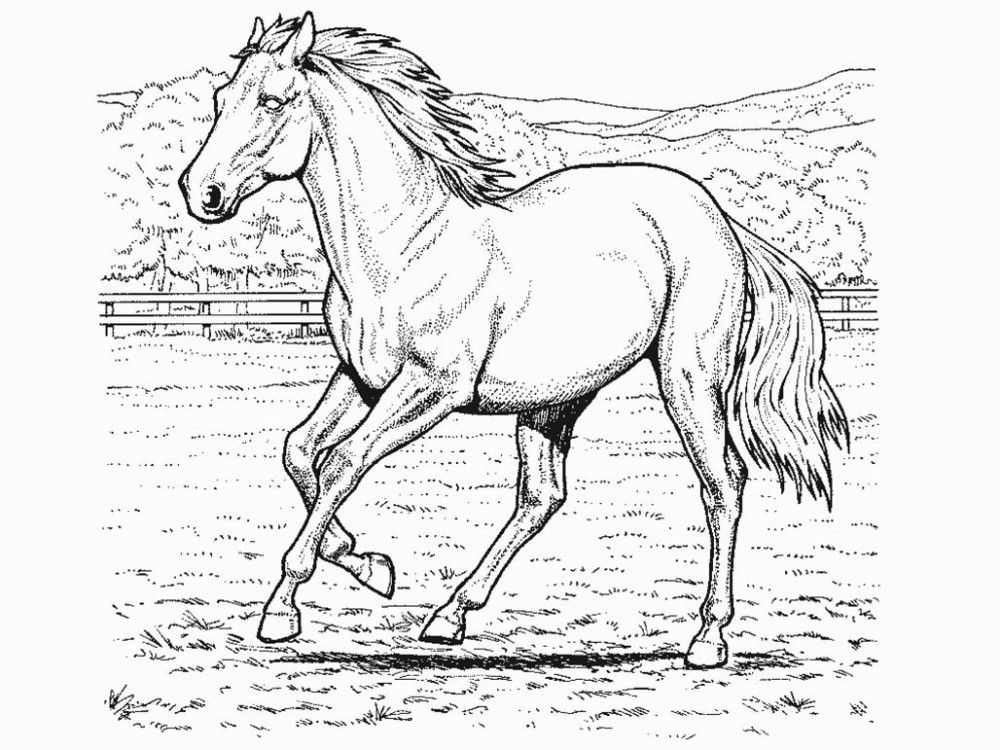Horse 8 Cool Coloring Page
